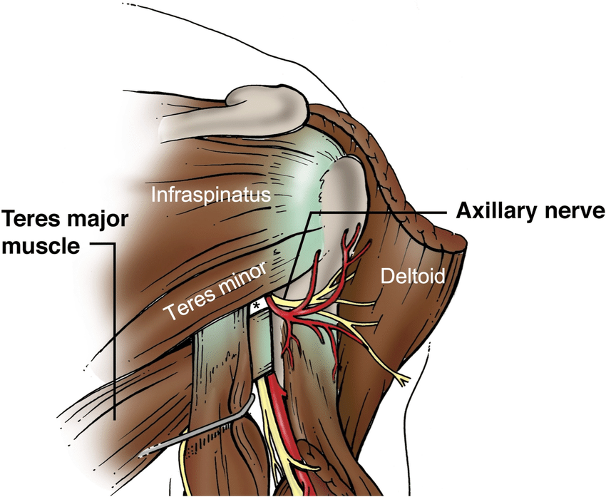 Schematic Drawing Of The Axillary Nerve As It Exits The Quadrangular Download Scientific