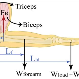 a) Biceps and triceps muscles are responsible for the stiffness