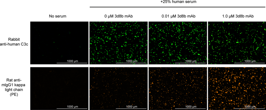 Evaluation of CfH -/-mouse kidney tissue for fusion protein