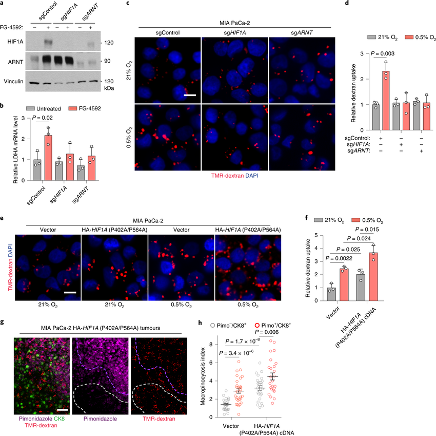 HIF1A is necessary and sufficient for hypoxia-dependent upregulation of ...