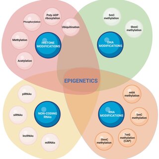 One carbon metabolism and early development: a diet-dependent destiny:  Trends in Endocrinology & Metabolism