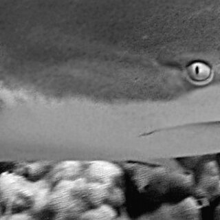 The Bite Fight Club: Sharks vs Moray Eels