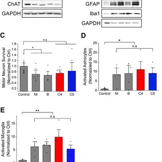 Figure 4. C4 and C5 treatment had no effect on motor neuron survival or the neuroinflammatory response in SOD1 G93A mice spinal cords. (A) Motor neurons survival was evaluated by immunoblot of lysates from spinal cords of non-transgenic and SOD1 G93A mice with anti-ChAT antibody. (B)