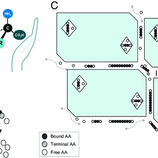 Fig. 4. (A) Most AAs have four different groups attached to the α-C, so their mirror images are nonsuperimposable (just like hands) and therefore, distinct from each other. (B) Peptide bond hydrolysis breaks up protein chains, creating shorter peptides, terminal AAs, and ultimately, free AAs. This occurs during natural diagenesis in the fossil but also, as part of the laboratory preparation process, with subsampling enabling analysis of the total hydrolysable AA fraction as well as the free AA fraction. (C) Schematic of the intercrystalline AAs (between the crystallites) and the intracrystalline AAs (hypothesized to be trapped within the faceted voids in some biominerals, as imaged in ref. 75). The intercrystalline protein is likely to be subject to diffusive loss over time as well as being impacted by the environment; effectively operating as a closed system, the IcP degradation should, however, be predictable and only dependent on time and temperature.