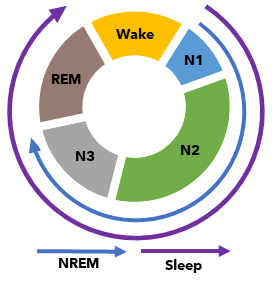 Illustration of the hierarchy between the sleep stages, showcasing the ...