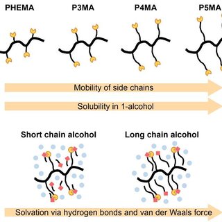 Figure 6. Schematic representation of the effect of the length of the alkyl group in both the polymer side chain and the 1-alcohols on their LCST-type phase separation. (a) The comparison of the polymer side chains with fixed 1-alcohol. (b) Proposed solvation states of a polymer chain with each 1-alcohol. Long chain alcohol could efficiently contribute to the solvation via hydrogen bonds and van