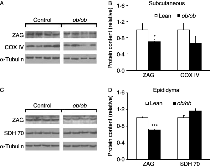 ZAG protein expression in adipose tissue of ob/ob and lean mice