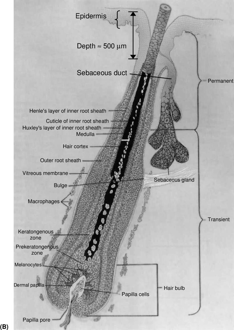 B Schematic Of A Terminal Human Hair Follicle And Its Sebaceous