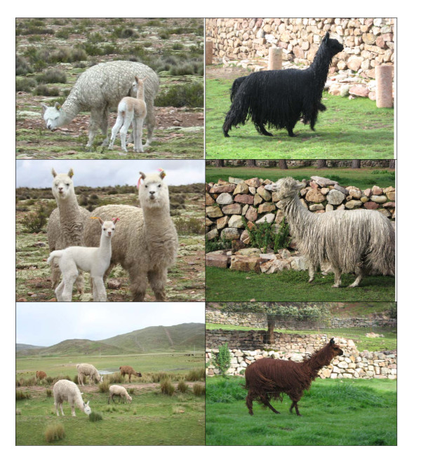 huacaya alpacas