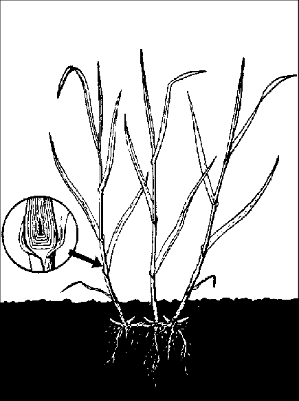 apical meristem grass