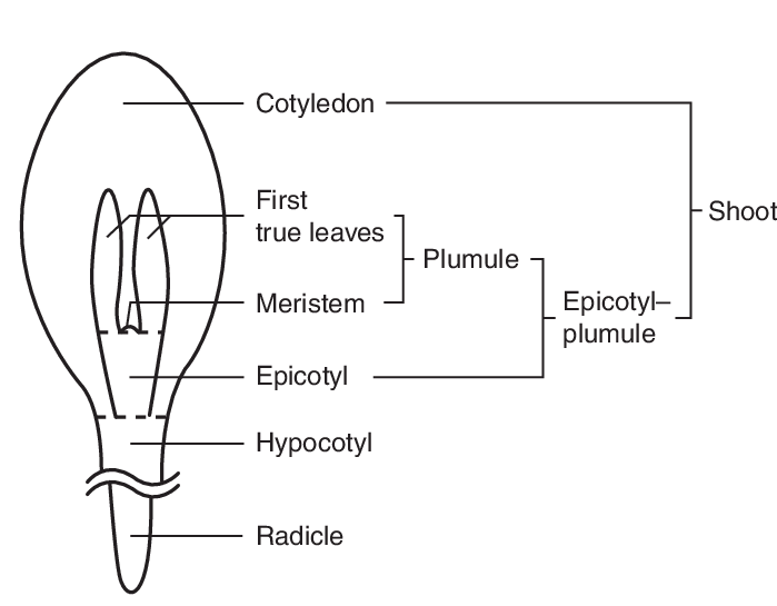 plant embryo epicotyl