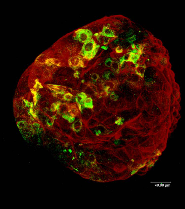 Confocal microscope image of a hatched blastocyst, stained for IFN-τ ...