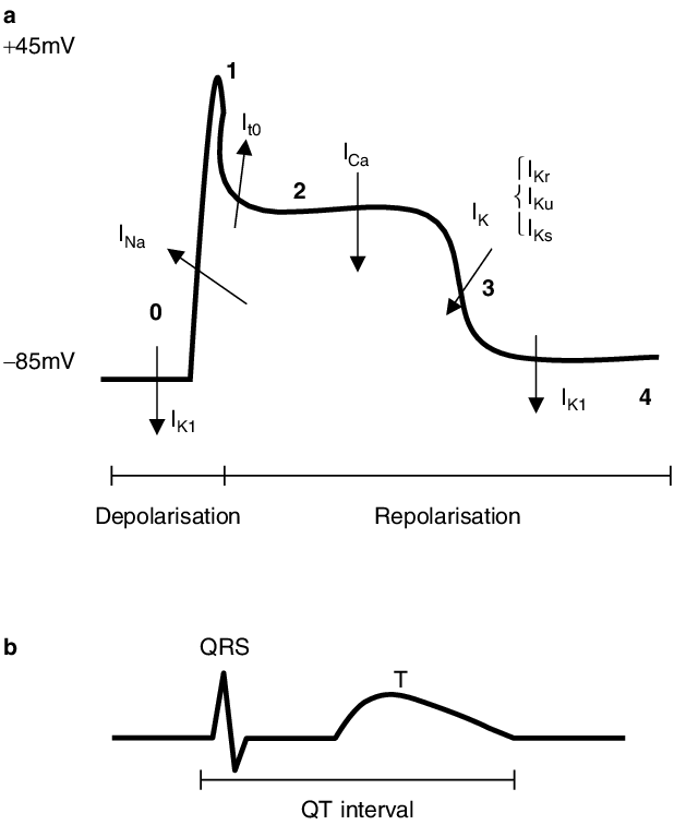 repolarization of the heart